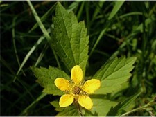 Wood Avens - Colewort - Geum urbanum - 100+ seeds