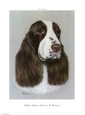 Lovely Springer Spaniel Print Large Hartmann Springer Spaniel Illustration 5953m