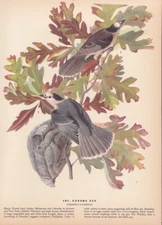 Audubon 1942 Vintage Birds #107 "Canada Jay" Full Color Art Plate Lithograph