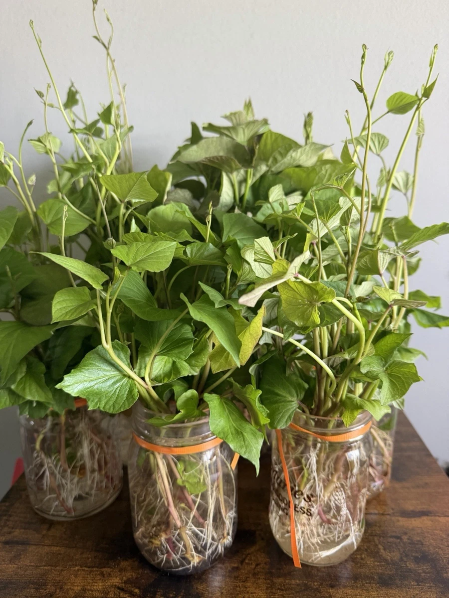 Potato Vegetables for sale | eBay