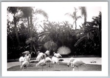 Vtg B&W Snapshot Flamingos And Peacock in Tropical Garden Setting 1950s