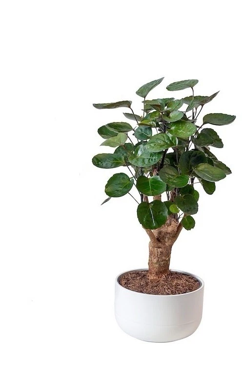 Ikea Blumentopf in weiß mit dem Duchmesser von 14 cm und einer Höhe von 8 cm.
