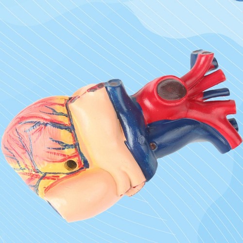 Lehrmittel für das menschliche Herzmodell, anatomisches Herzmodell für den - Bild 4 von 7