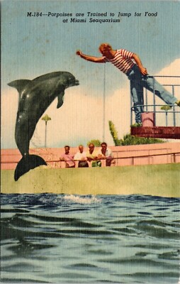 Porpoises Trained Jump Food Miami Seaquarium Linen Postcard UNP VTG Curteich