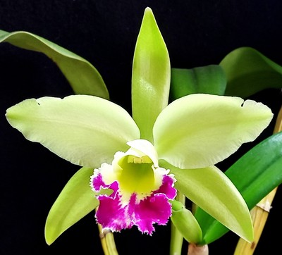 Cattleya Blc. Greenwich `Elmhurst' AM/AOS (M), Blooming Size, Strong Fragrance