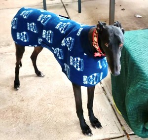 coat greyhound