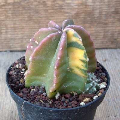 D6964 ECHINOCEREUS SUBINERMIS VARIEGATED pot10-H8-W7 cm MaMa Cactus