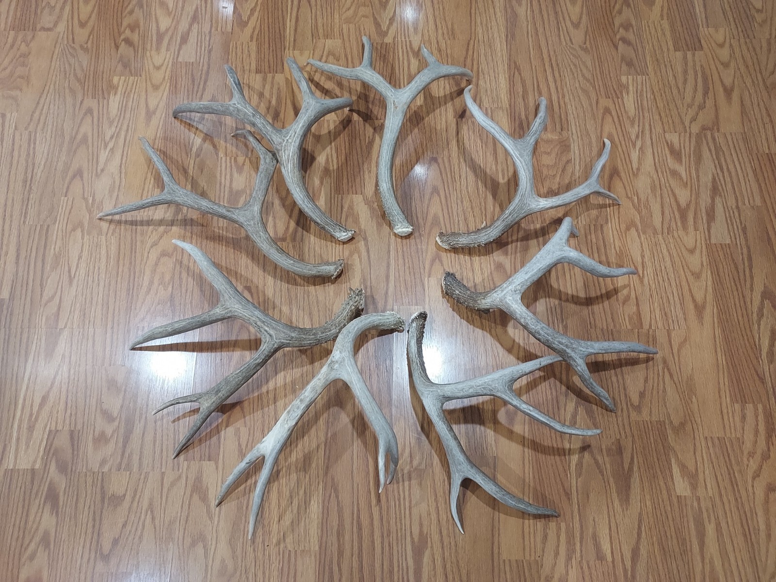 Mule Deer Antlers. Deer Sheds. Elk Antlers. Taxidermy. Crafts eBay