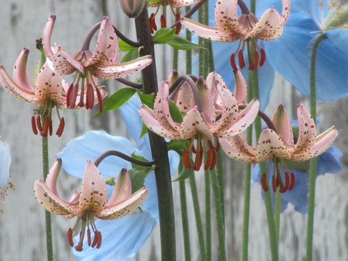 Martagon Lily Seeds : Turk's Cap Lily : Pink/Purple/Red Shades - Picture 5 of 12