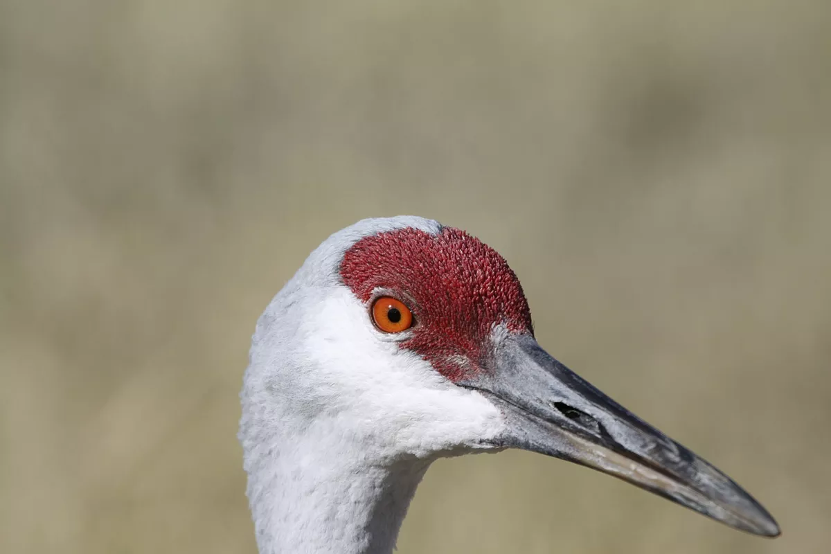 Sandhill crane decoys deals