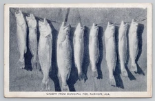 Fairhope AL Speckled Trout Fish on Stringer Caught at Municipal Pier Postcard