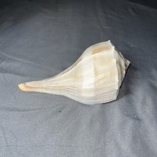 Lightning Whelk for sale