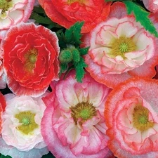 10,000+ Shirley Double Petaled Mixed Colors Poppy Seeds Heirloom Organic Non GMO