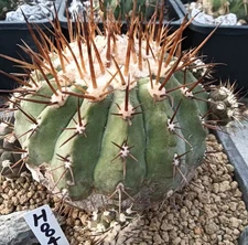 Copiapoa cinerea Self Roote WYSIWYG Boutique multi-head