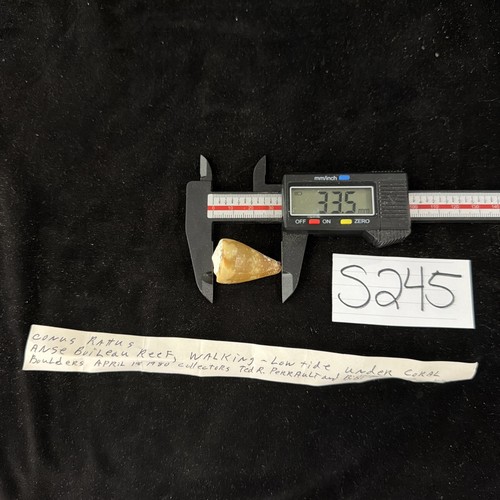 Conus Rattus Shell 33.5mm Seychelles 1980 (S245)
