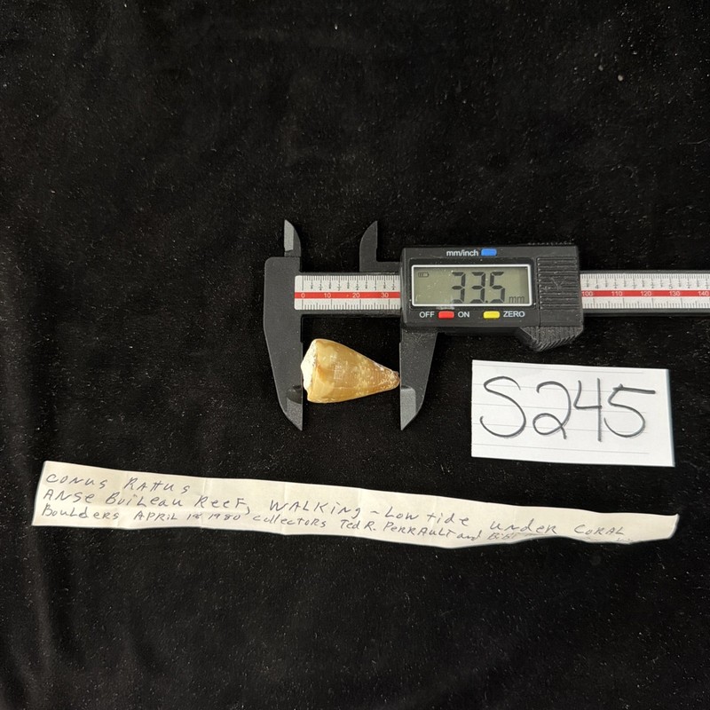 Conus Rattus Shell 33.5mm Seychelles 1980 (S245)