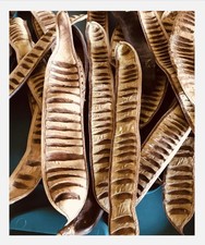 10 Natural Dried Pods Boho Home Decor Bouquet DIY Dried Flowers