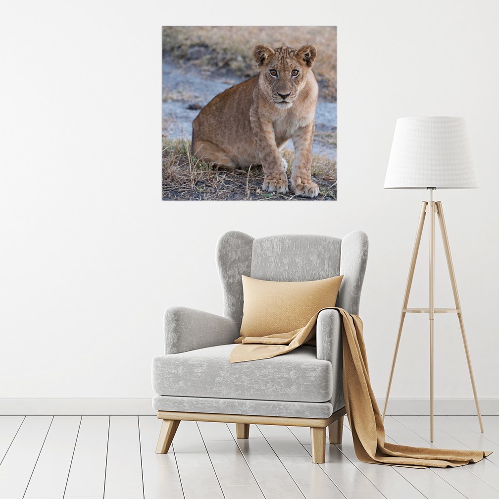Quadro stampa stampa stampa su tela con telaio in legno Bennion Scott Young Lion - Zambia 9eea31 Quadro stampa stampa stampa su tela con telaio in legno Bennion Scott Young Lion - Zambia 9eea31