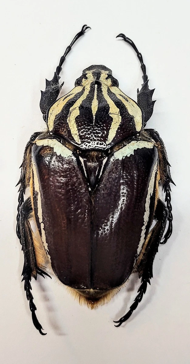 Goliathus Beetle for sale | eBay