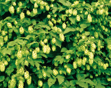 Humulus Green Hops Climber Plant Perennial 1 x 1 Litre Pot Decorative Foliage