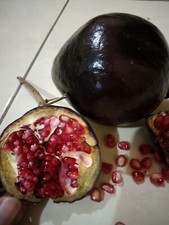 1.000 Black Wulung Pomegranate Seedss Punica granatum For Planting