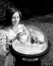 1974 NASA Rock Display - Simulated Lunar Samples - 8x10 Photo On 8.5x11 2140