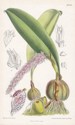 Bulbophyllum lilacinum Thailand orchid flower Botanik Lithograph Curtis 8723
