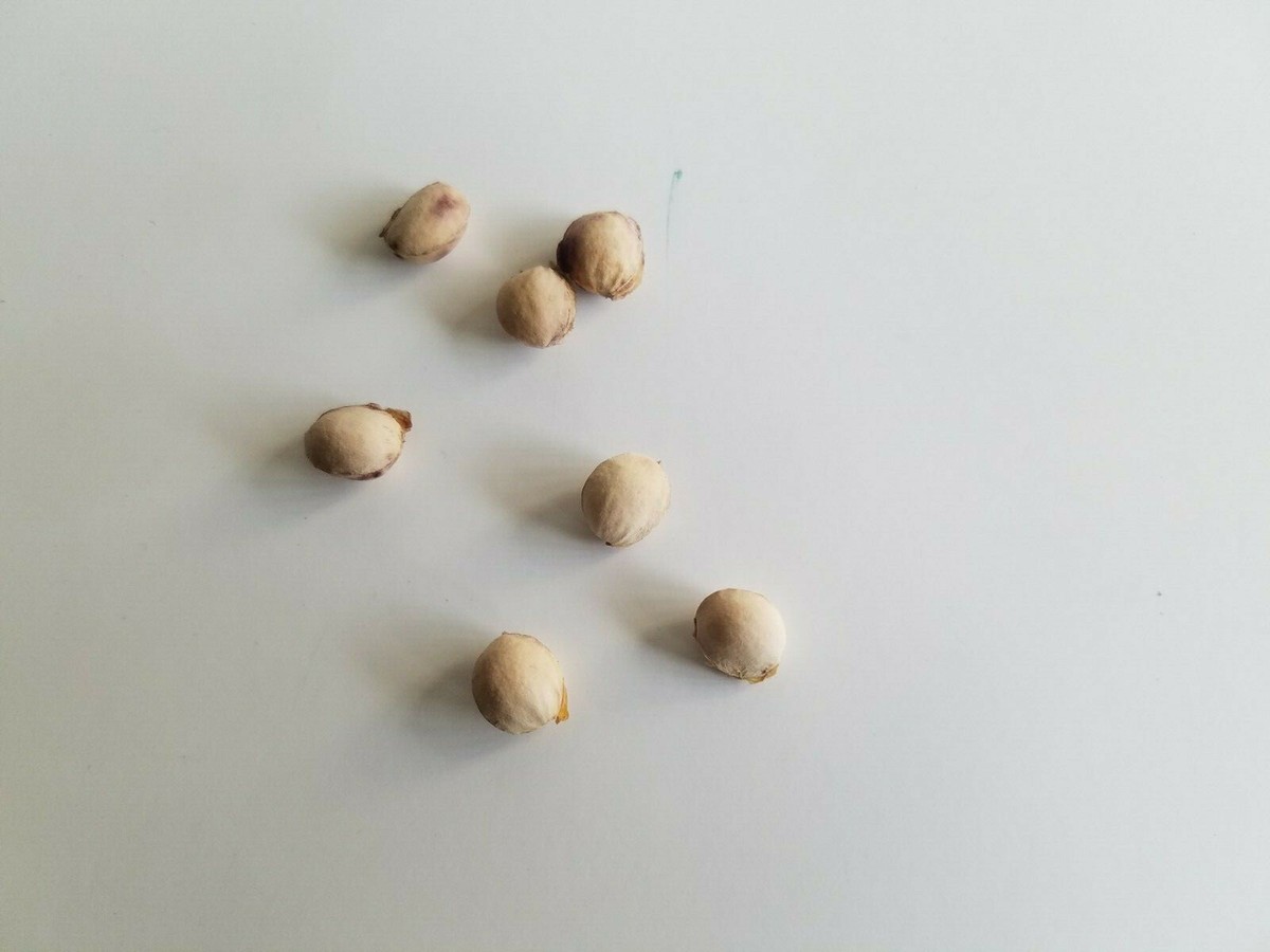 Cherry Seeds | eBay