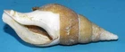 SEA SHELL - SHELLS - BUCCINIDAE - COLUS JEFFREYSIANUS - LID - 65.35mm