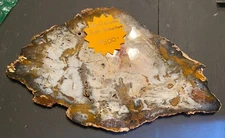Petrified Wood Slab Polished Front 20 X 12 X 3 Inch