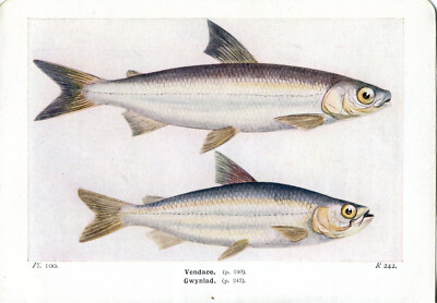 Schöner Vendace Gwyniad Fisch Buchdruck / Teller auf Papier. Über 80 Jahre alt