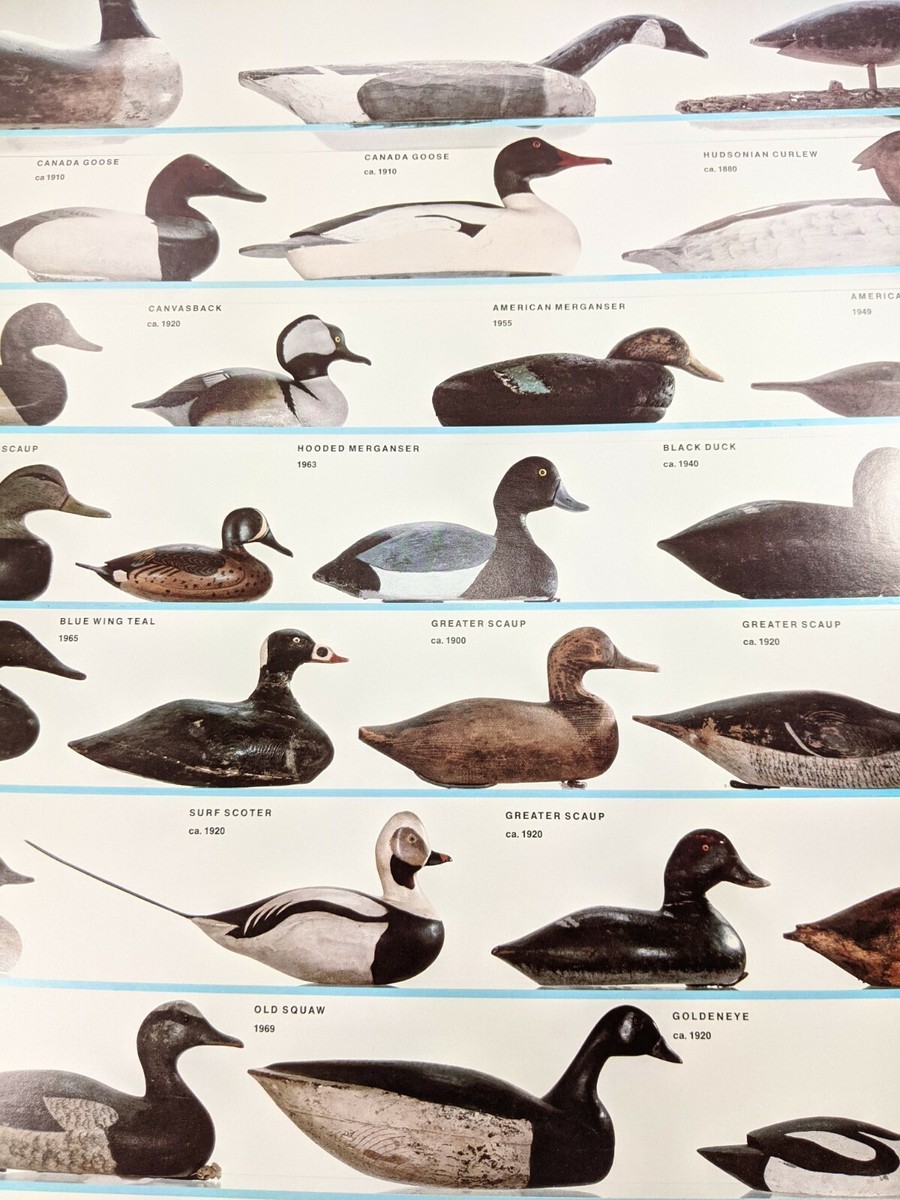 Ducks Unlimited Duck Identification Poster