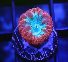 DIYreefer Live Coral WYSIWYG Blasto Wellsi Single Head Frag
