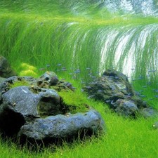 Eleocharis Vivipara Aquarium Plants Factory