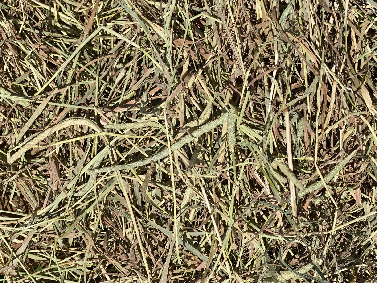 Fox Peak Timothy Hay Rabbits, guinea pigs, chinchilla, food 5+ lb.