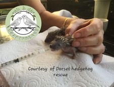 Baby hedgehog squirrel rat rabbit mice hand feeding teats and 1ml syringes