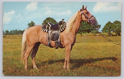 Vintage Palomino Pony Postcard Color by Mike Roberts Berkeley CA