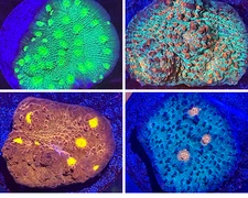 SHIPS FREE & FAST: Four Pack Assorted Chalice Corals Live Coral Frags - Bright!