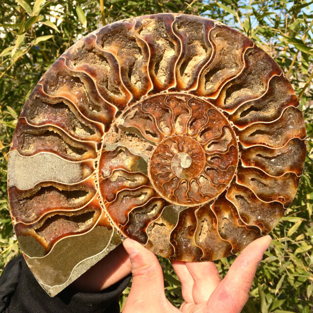 2.22LB Rare! Natural Tentacle Ammonite FossilSpecimen Shell Healing Madagascar NE10372