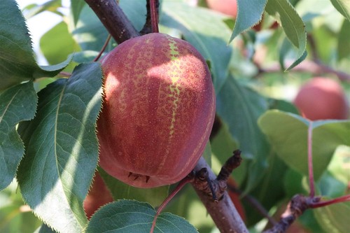 50 graines de poire arc-en-ciel douces pyrus fruit biologique héritage - Photo 1 sur 12