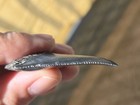 HUGE! RARE PREHISTORIC GREAT WHITE SHARK TOOTH FOSSIL, NOT MEGALODON! JAWS SIZE! — photo 4