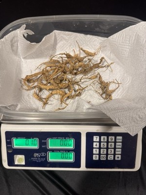 Dry Wild American Ginseng. 1/10 Lb. W/ Certificate. 35 Roots Total. 2025 Harvest