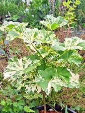 variegated tree mallow, 50 seeds, Lavatera arborea var. white splashed leaves.