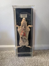 Vtg 1960s large fetal pig lab wet specimen oddity taxidermy rare medical Science