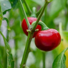 Cherry Pepper Live Plant – 2 Plants in 1 Pot – Easy to Grow, Edible Hot Peppers,