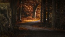 Landscape photography nature path fall forest morning Custom Gaming Mat Desk