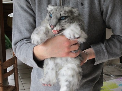 Taxidermie Empaille Bebe Panthere Des Neiges Trophee Factice Taille Reelle Ebay