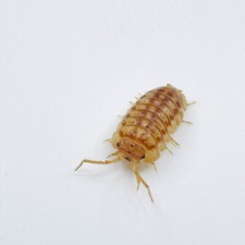 Isopod Factory 15 Armadillidium Nasatum Peach Nosy Isopods Bioactive Clean Up