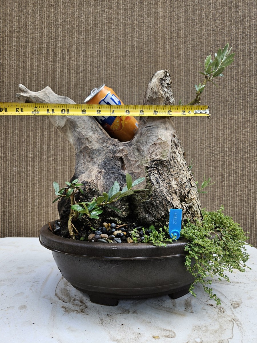 OLD MOUNTAIN TRADMAN'S BONSAI カケモノ s-l1200.jpg
