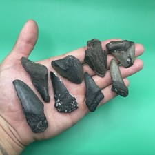 Megalodonte denti di squalo parziali dal fiume Cooper Carolina del Sud